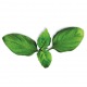 Capsule plante Plantui Basil (busuioc)