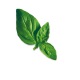 Capsule plante Plantui Basil Lemon (busuioc lamaios)