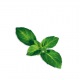 Capsule plante Plantui Basil Minette (busuioc Minette)