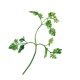 Capsule plante Plantui Chervil (asmatui)
