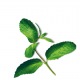 Capsule plante Plantui Mint (menta)