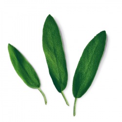 Capsule plante Plantui Sage (salvie)