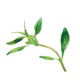 Capsule plante Plantui Summer Savory (cimbru de vara)