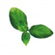 Capsule plante Plantui Basil Spicy (busuioc picant)