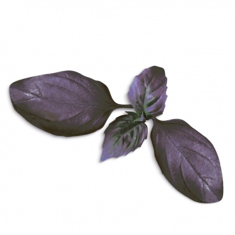 Capsule plante Plantui Basil Dark (busuioc negru)