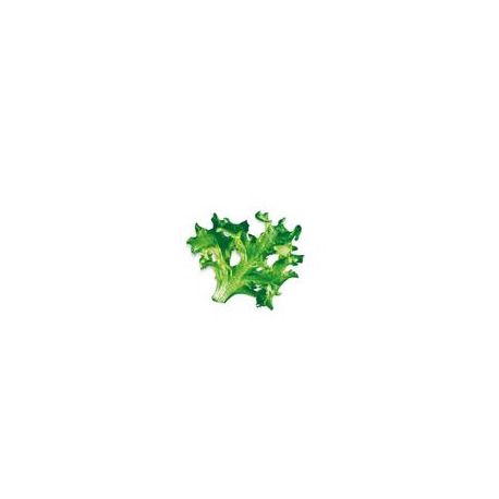 Capsule plante Plantui Sweet Blond (salata verde)