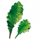 Capsule plante Plantui Leaf Radish (ridiche)