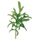 Capsule plante Plantui Kale Lacy (Kale dantelata)