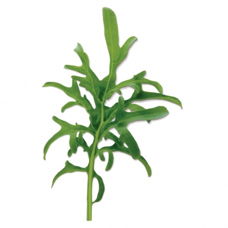 Capsule plante Plantui Kale Lacy (Kale dantelata)