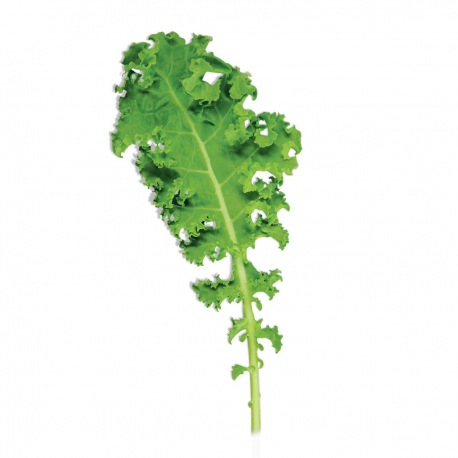 Capsule plante Plantui Kale Curled Green (Kale buclat)