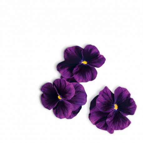 Capsule plante Plantui Viola Purple (purpurie)