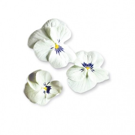 Capsule plante Plantui Viola White (alba)